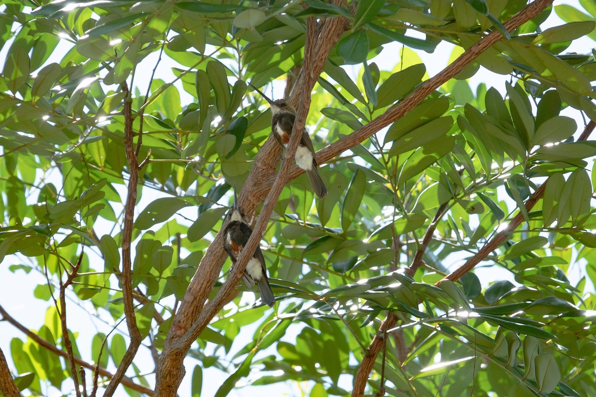 Pale-headed Jacamar - Steven Rodríguez