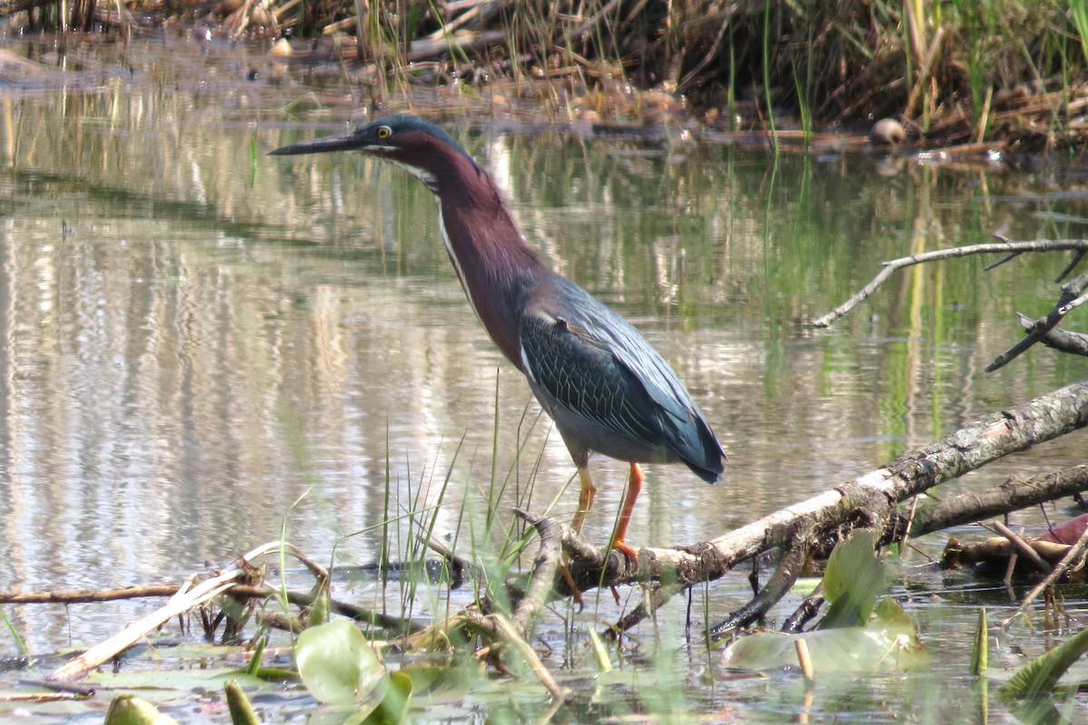 Green Heron - ML619196121