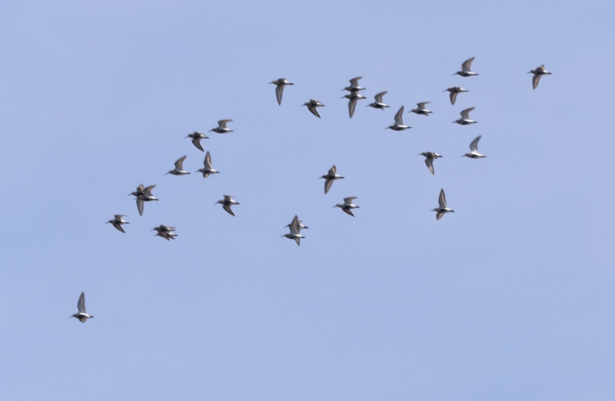 Dunlin - ML619196128