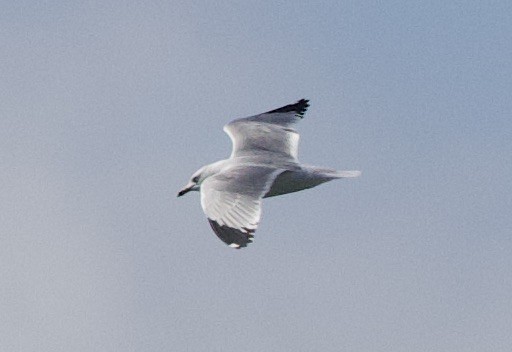 Ring-billed Gull - Sue Flecker