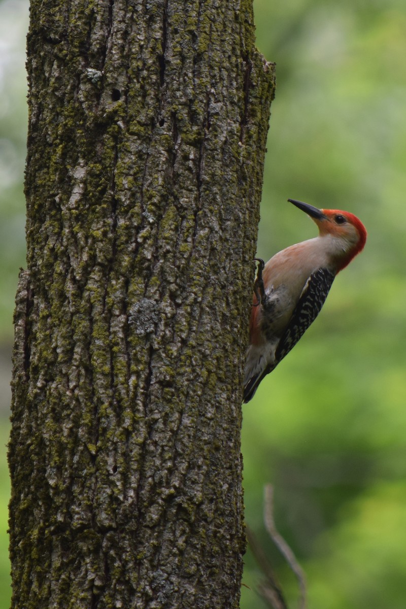 Red-bellied Woodpecker - James Bond