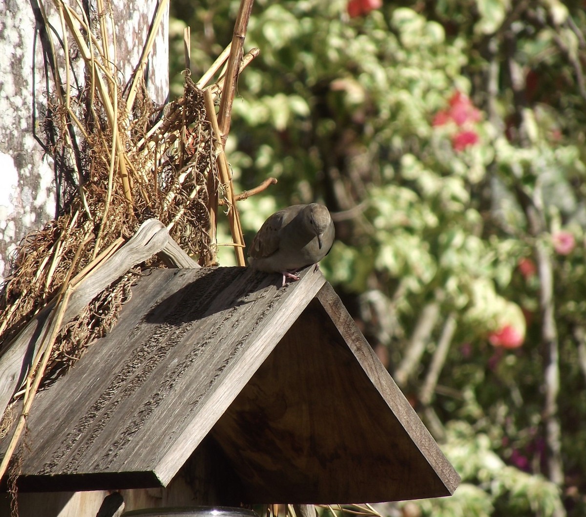 Ruddy Ground Dove - ML619196145