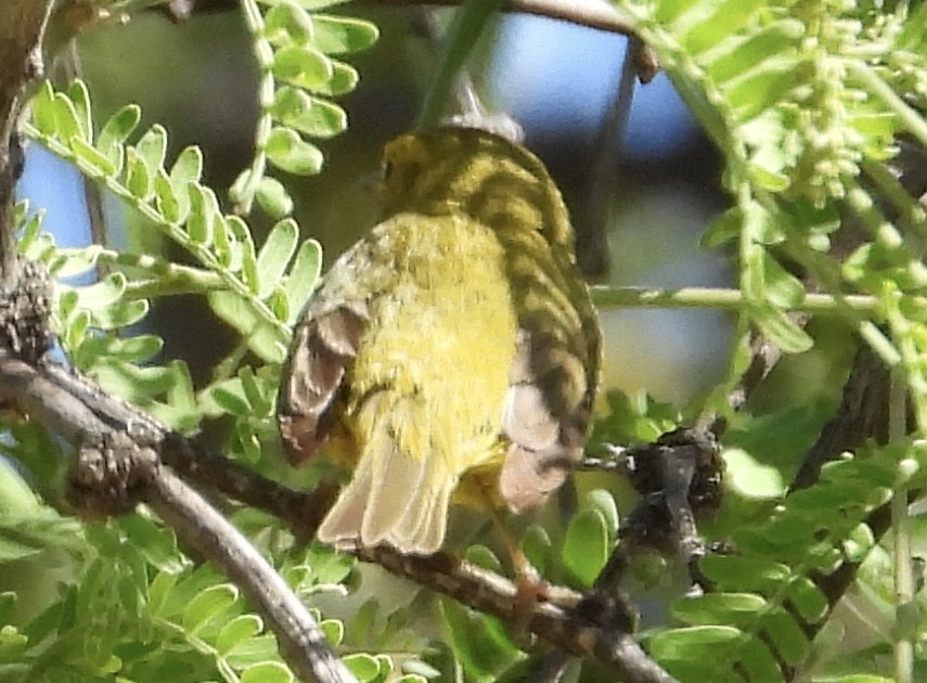 Wilson's Warbler - ML619196147