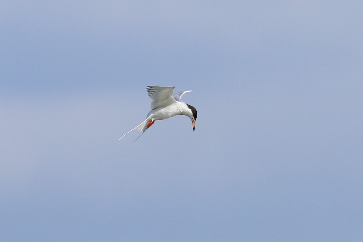 Forster's Tern - Cliff VanNostrand