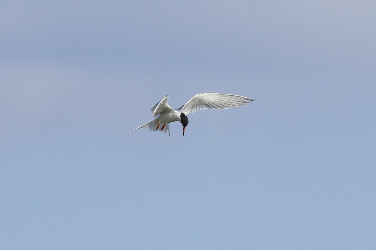 Forster's Tern - Cliff VanNostrand
