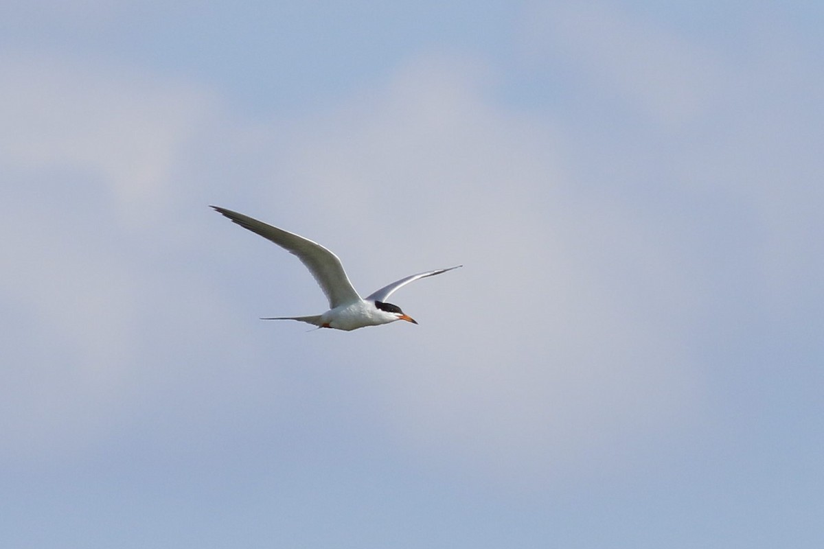 Forster's Tern - ML619196169