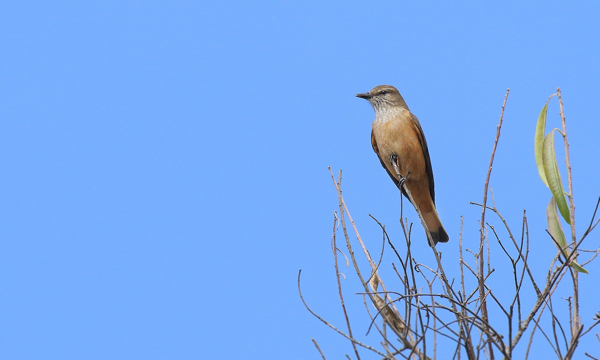 Streak-throated Bush-Tyrant - Adrián Braidotti