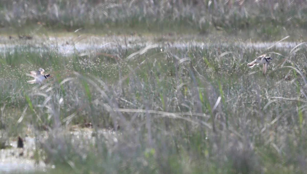 Semipalmated Plover - "Chia" Cory Chiappone ⚡️