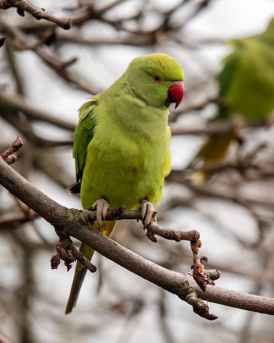 Rose-ringed Parakeet - Gavin Stone