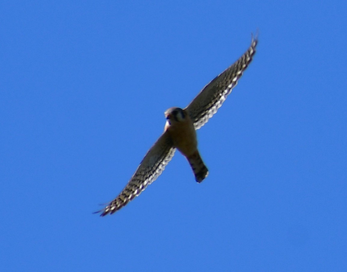 American Kestrel - Kim  Selbee