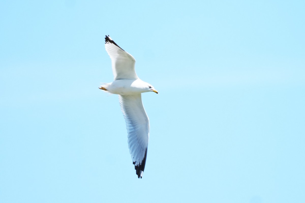 Ring-billed Gull - Maneesh Rajvanshi