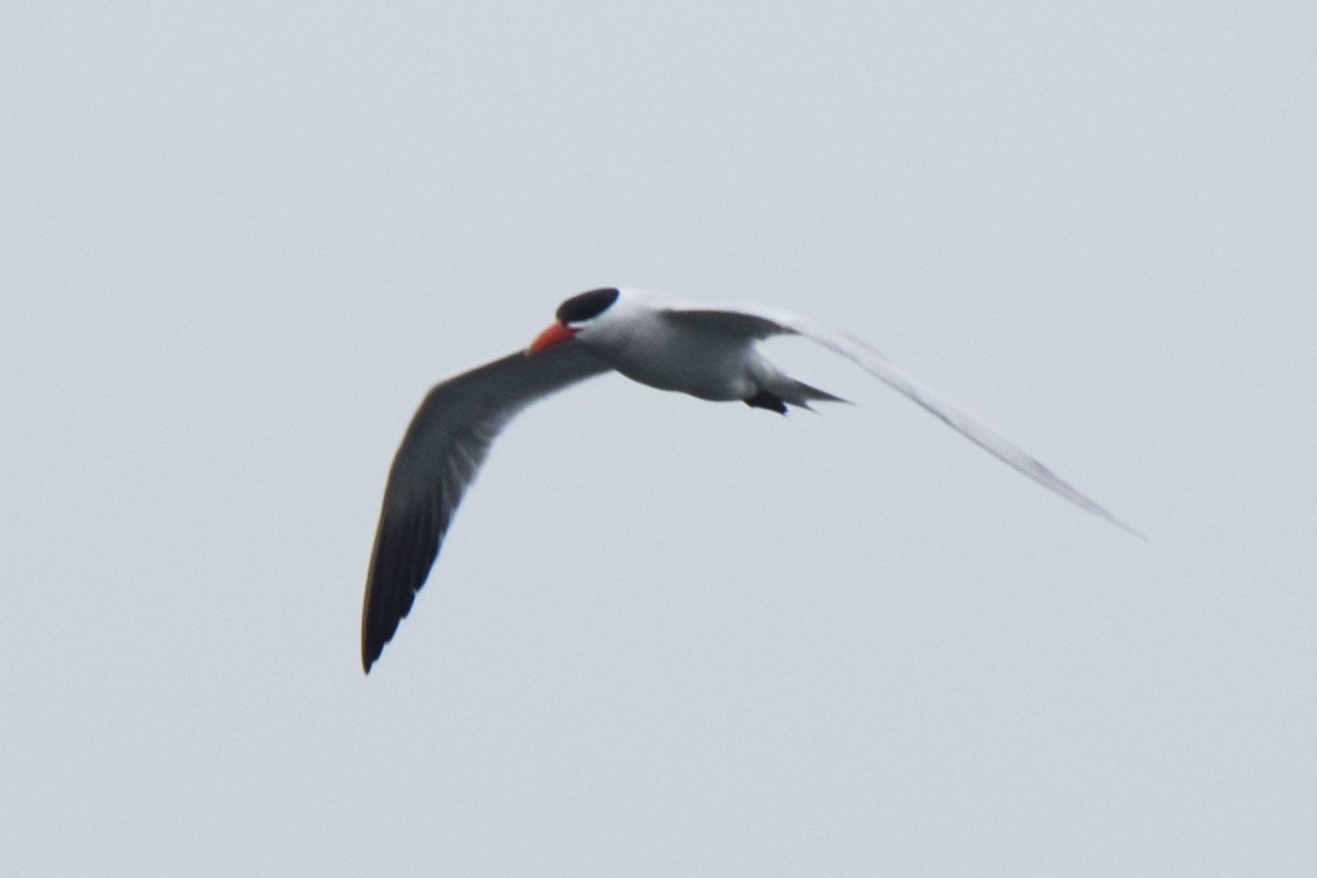 Caspian Tern - James Bond