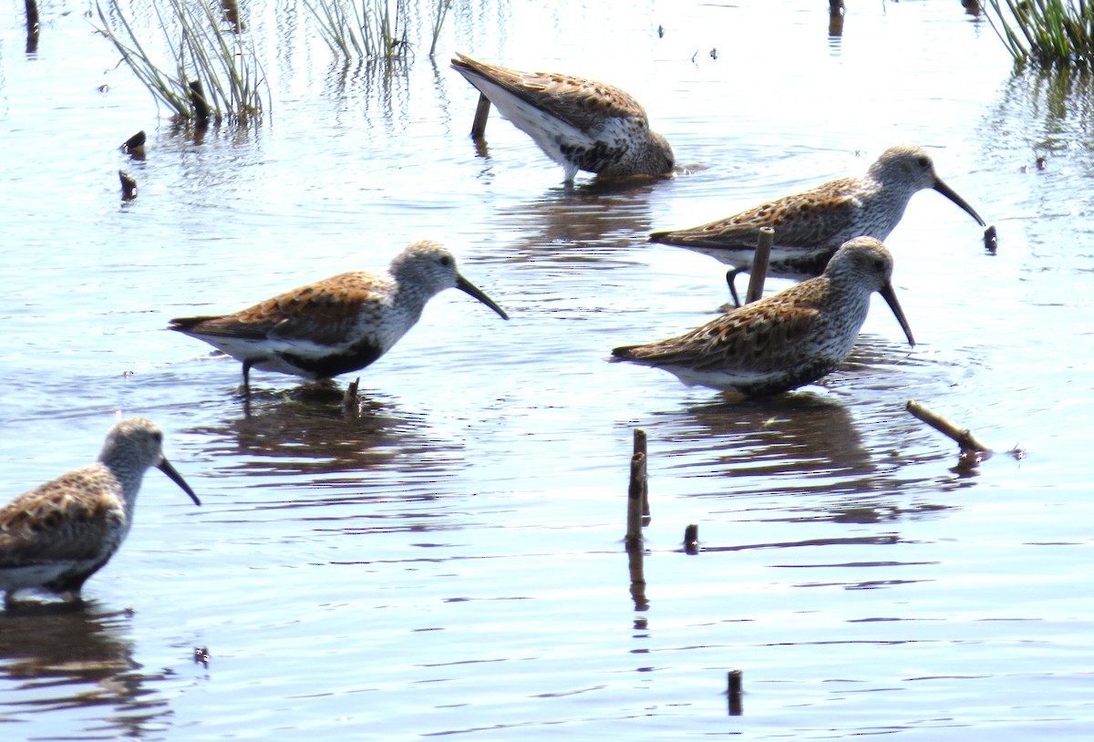 Dunlin - ML619196224