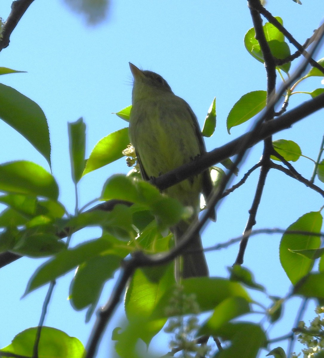 Yellow-bellied Flycatcher - Janet Pellegrini