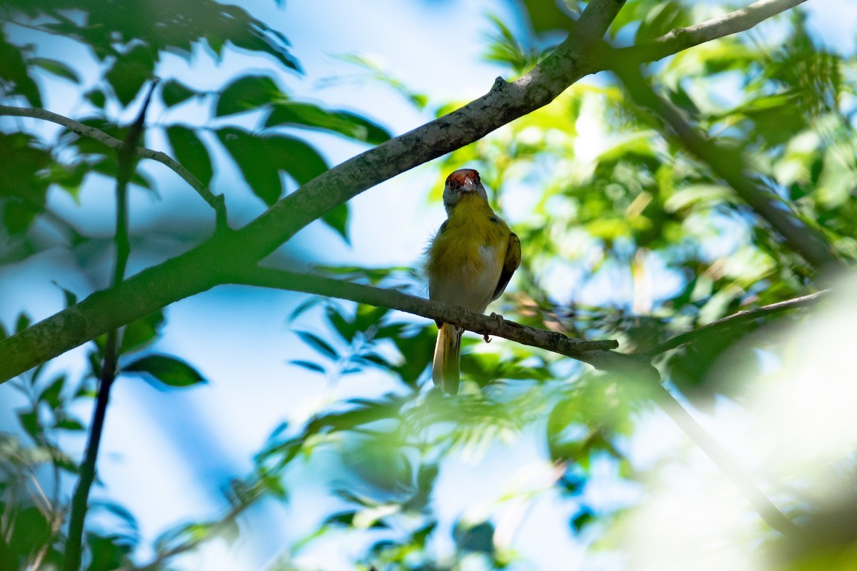 Rufous-browed Peppershrike - ML619196241