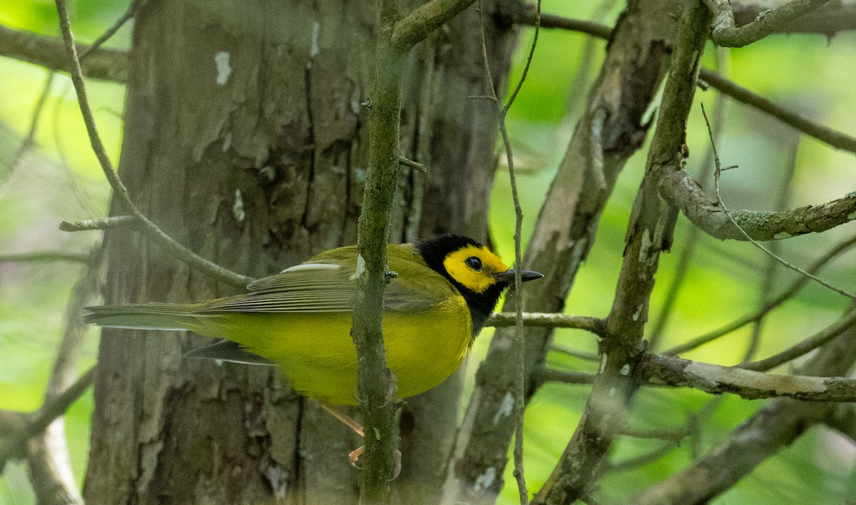 Hooded Warbler - Laurence Green