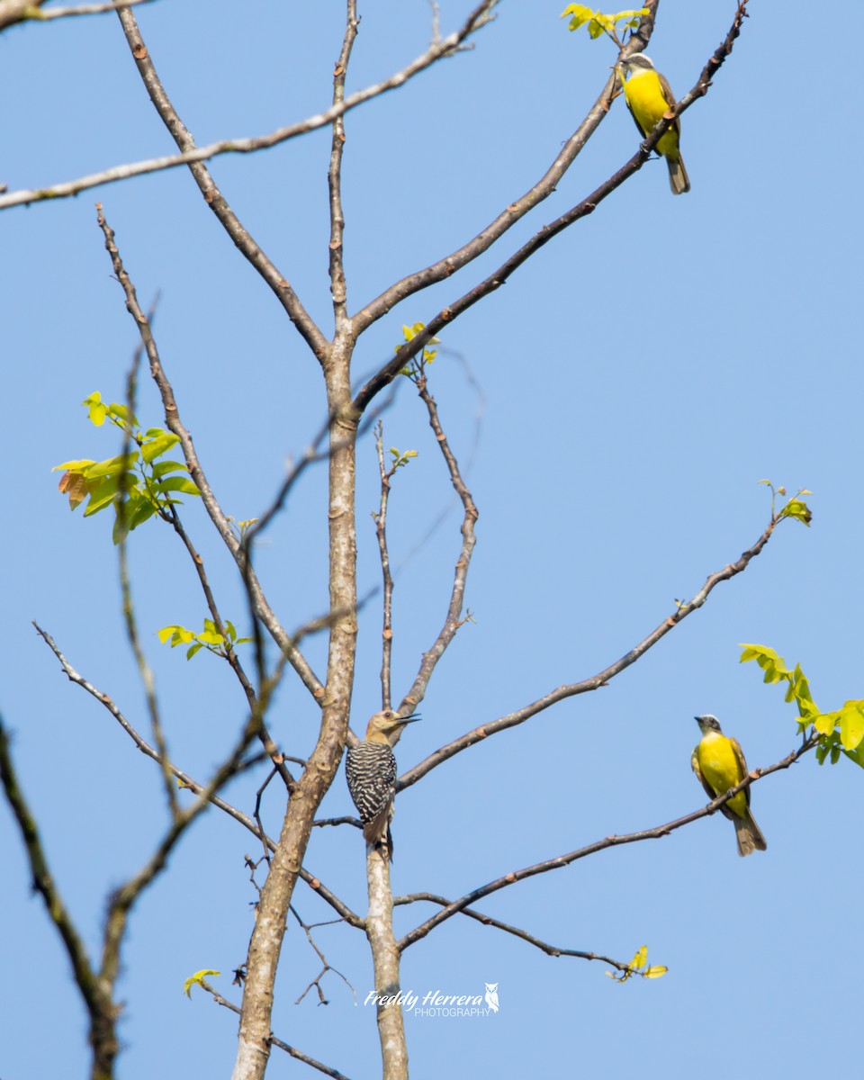 Social Flycatcher - Freddy Herrera