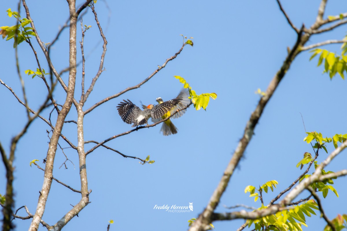 Social Flycatcher - Freddy Herrera