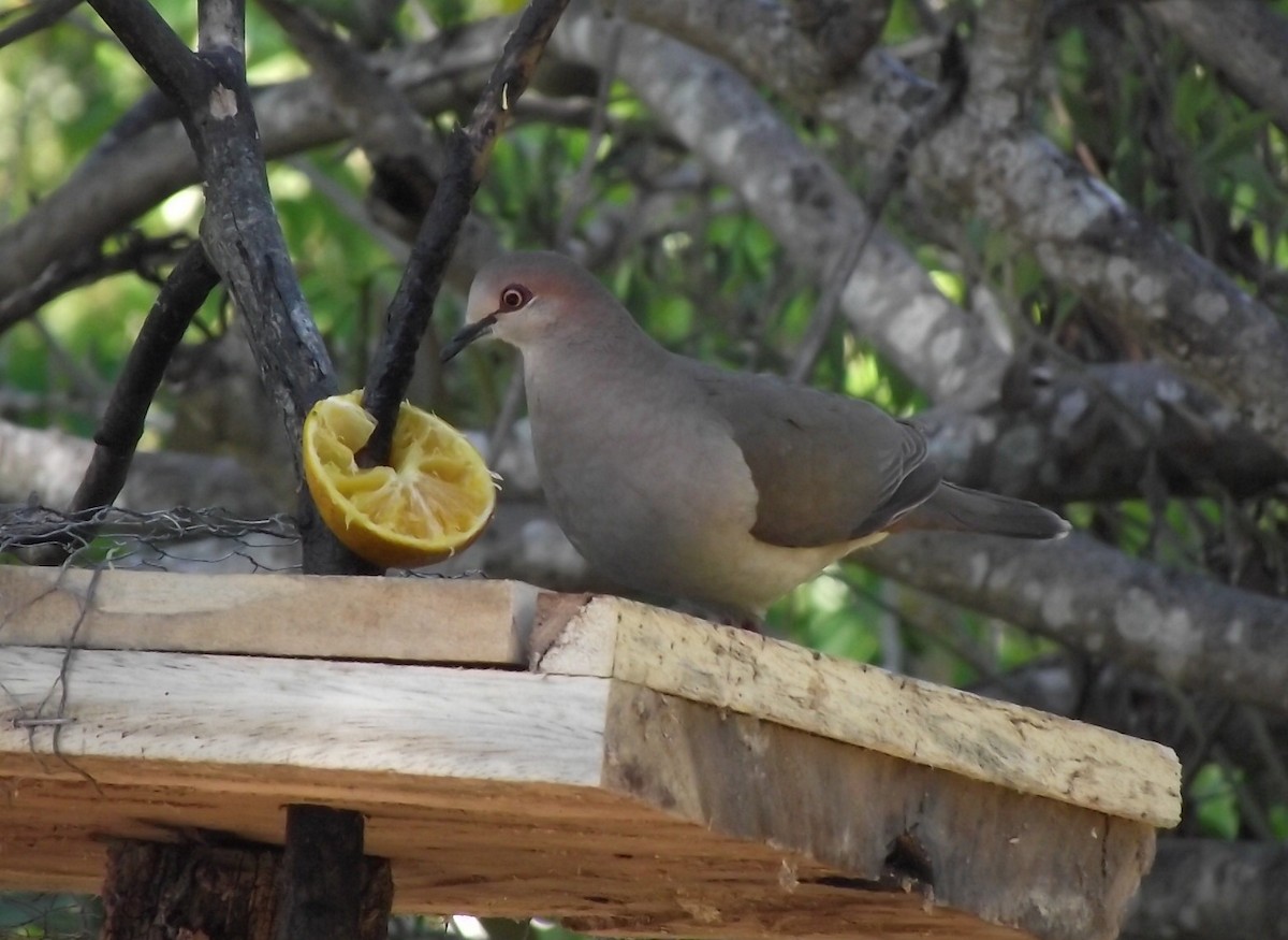 White-tipped Dove - ML619196262