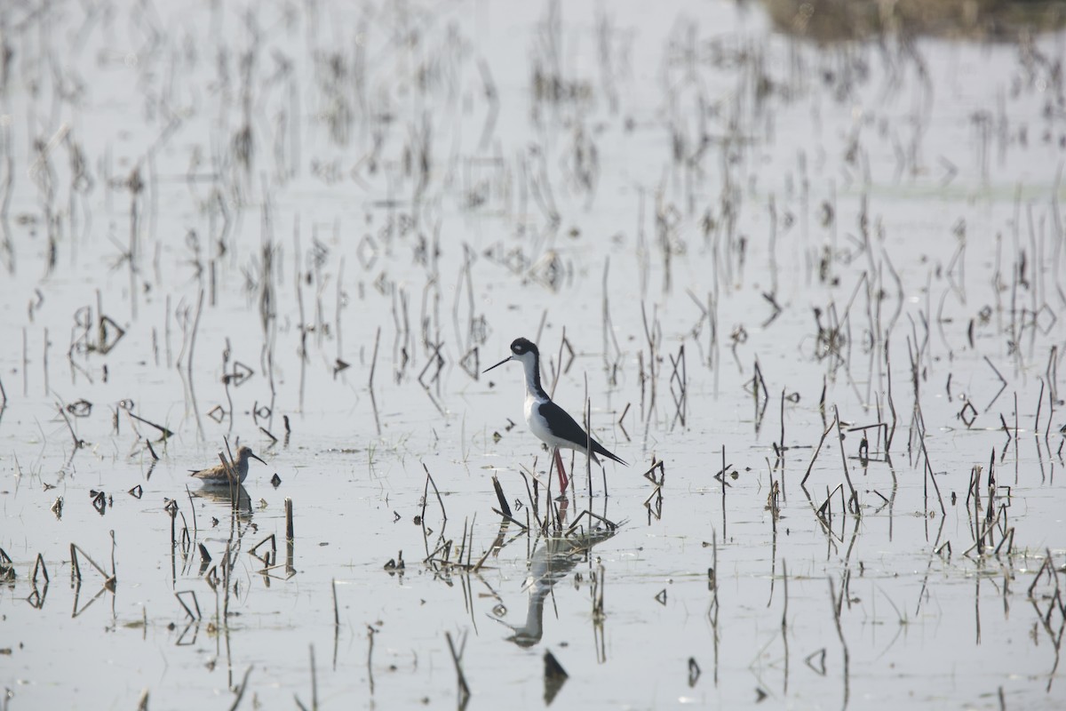 Black-necked Stilt - Paul Miller