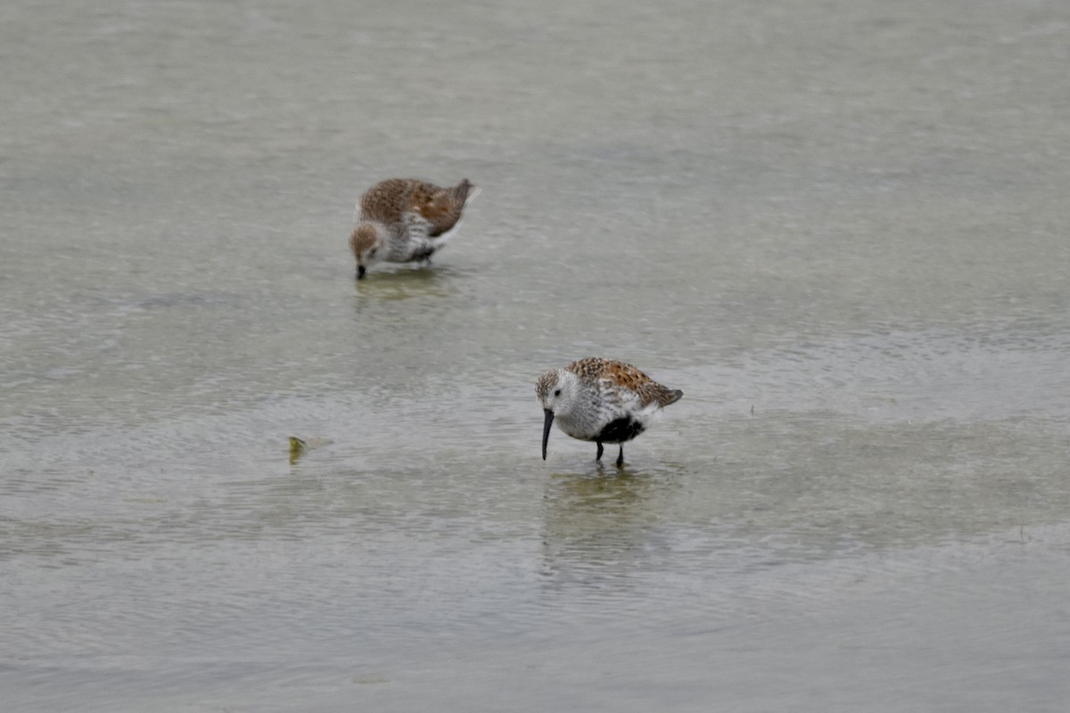 Dunlin - ML619196290