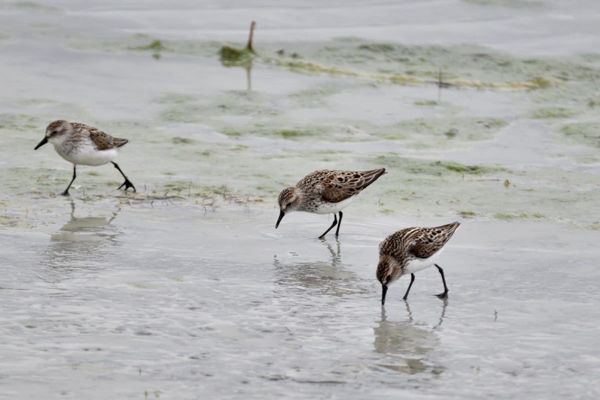 Semipalmated Sandpiper - ML619196295