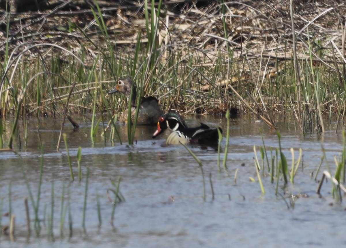 Wood Duck - ML619196298