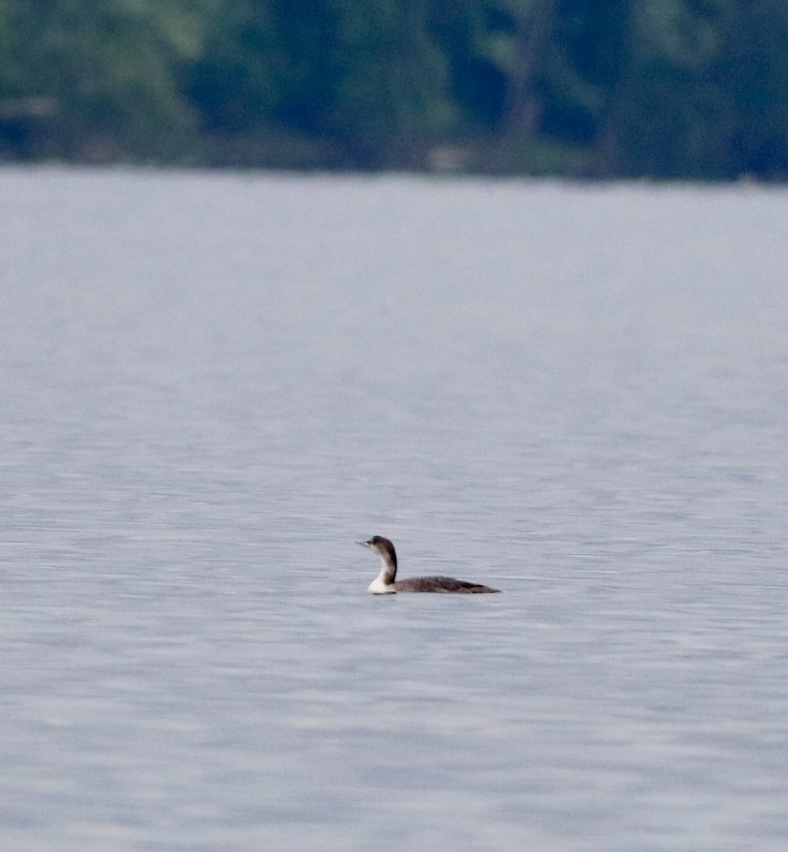 Common Loon - Carla Morris