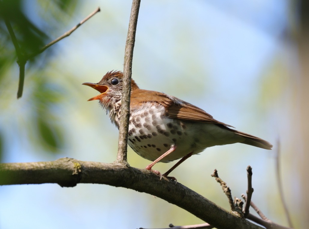 Brown Thrasher - Tracy Muller