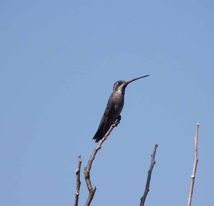 Plain-capped Starthroat - Benjamin Ewing