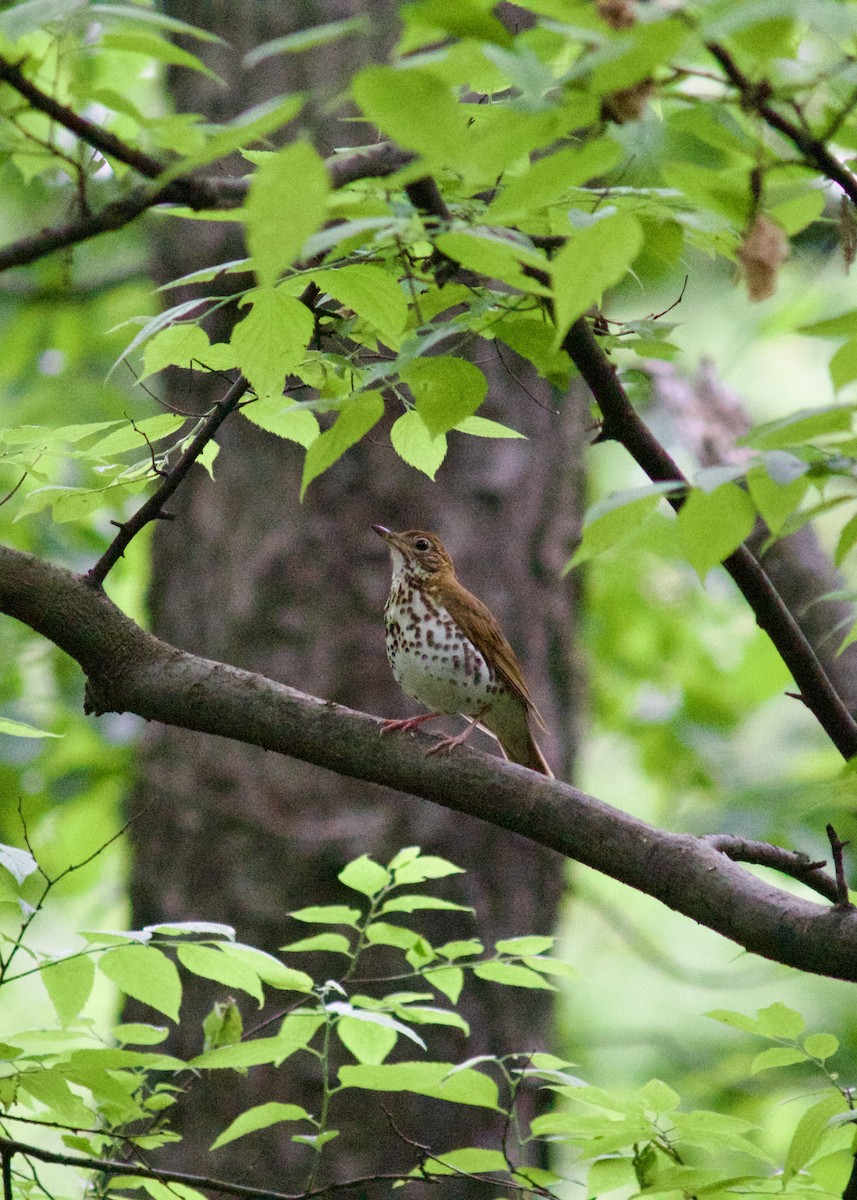 Wood Thrush - Sarah R