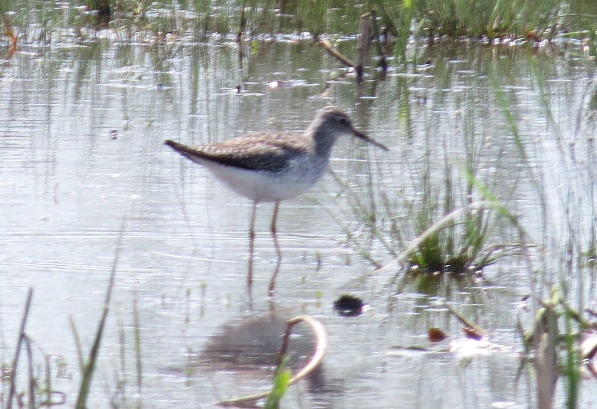 Lesser Yellowlegs - ML619196317