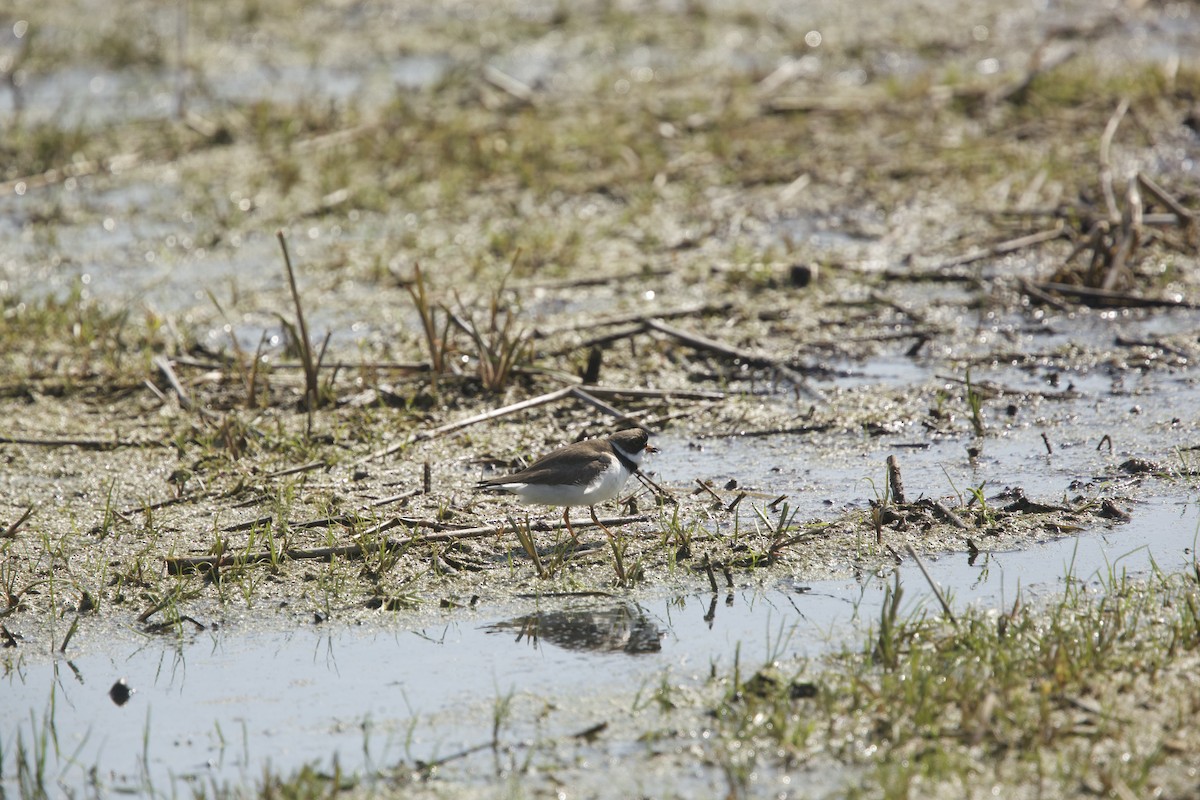Semipalmated Plover - ML619196321