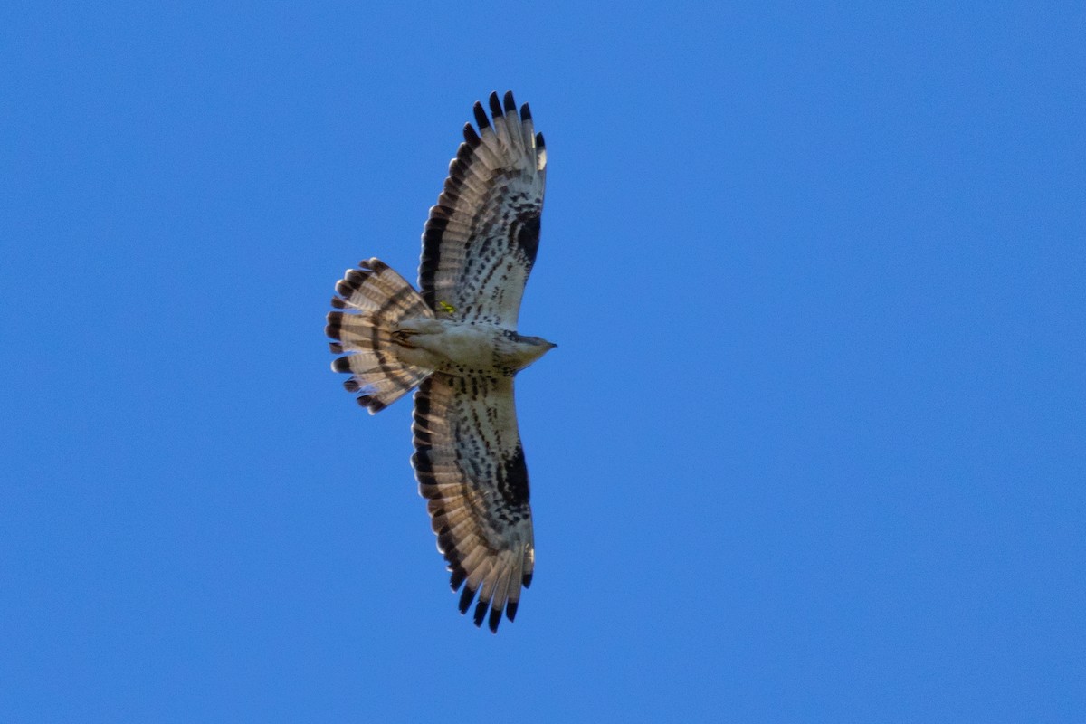 European Honey-buzzard - Paulo Marcos