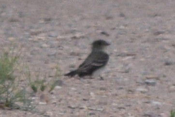 Western Wood-Pewee - ML619196339