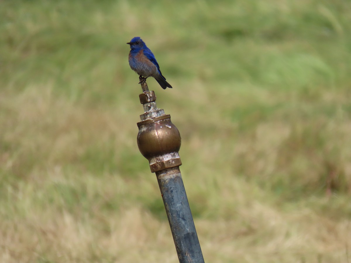 Western Bluebird - Erica Rutherford/ John Colbert