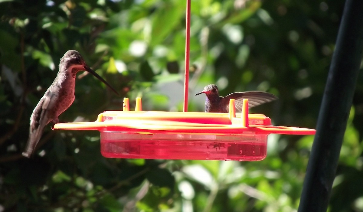 Broad-billed Hummingbird - Benjamin Ewing