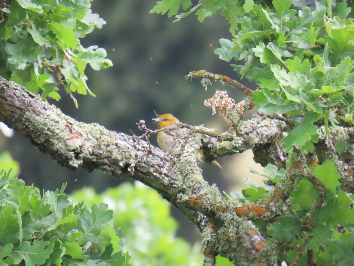 Bullock's Oriole - ML619196347