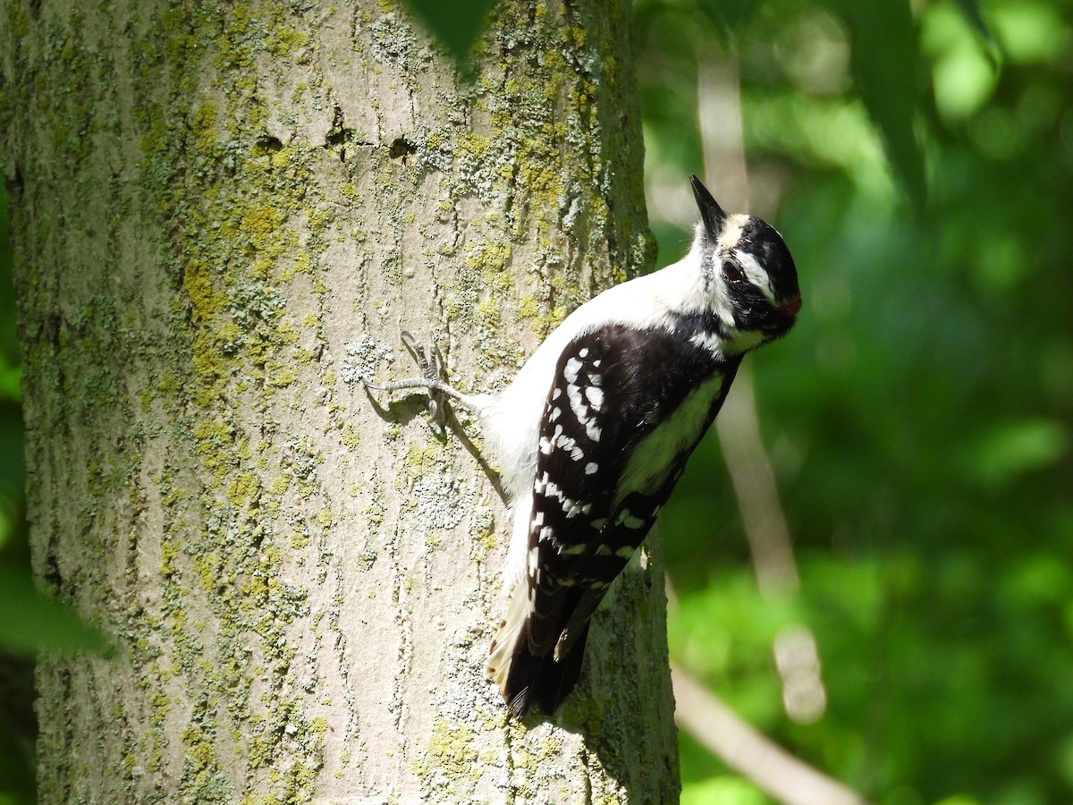 Downy Woodpecker - Janet Pellegrini