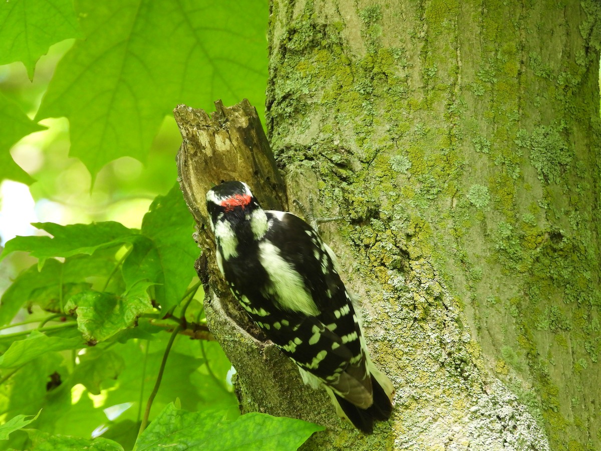 Downy Woodpecker - Janet Pellegrini