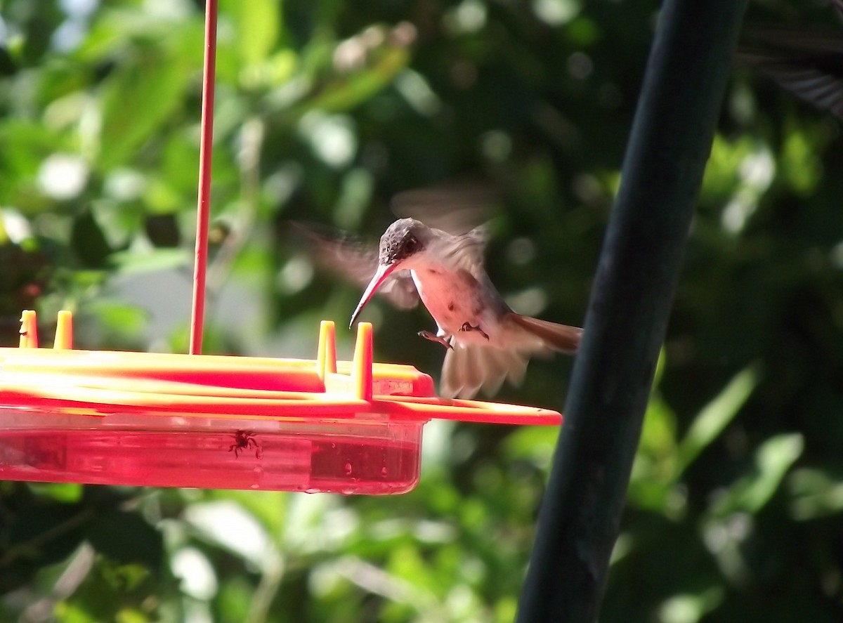 Violet-crowned Hummingbird - ML619196361