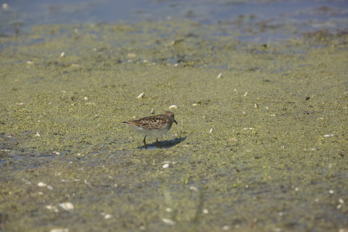 Least Sandpiper - ML619196381