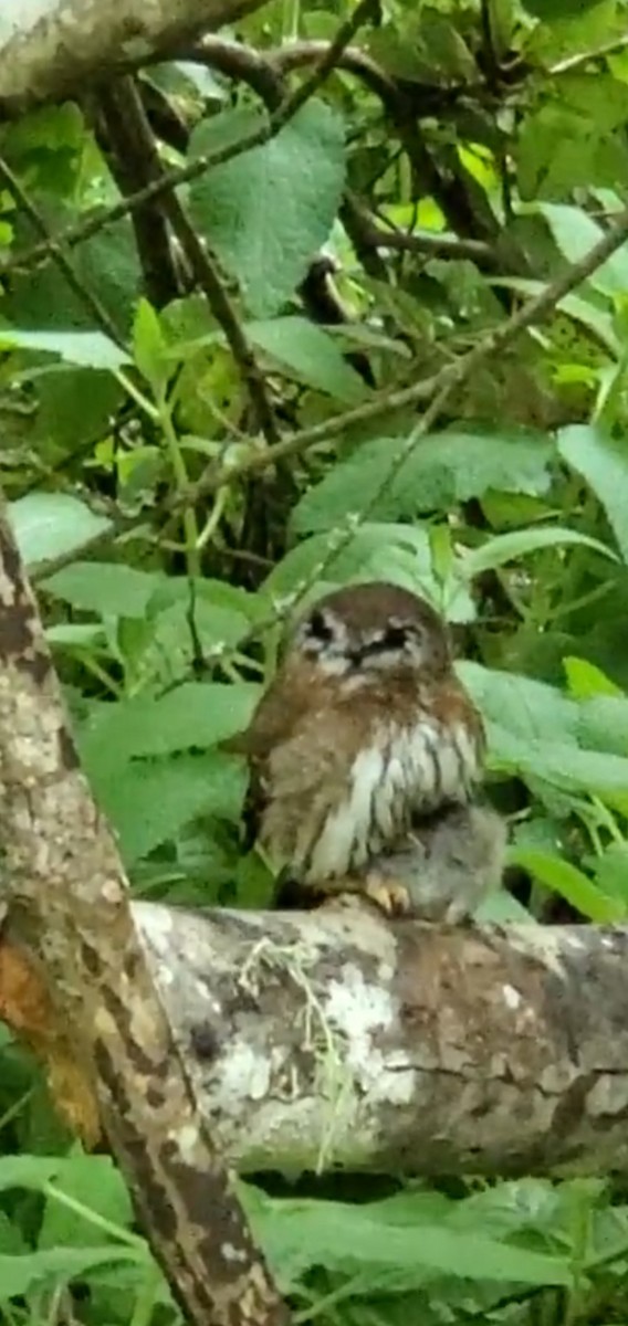 Northern Pygmy-Owl - ML619196385