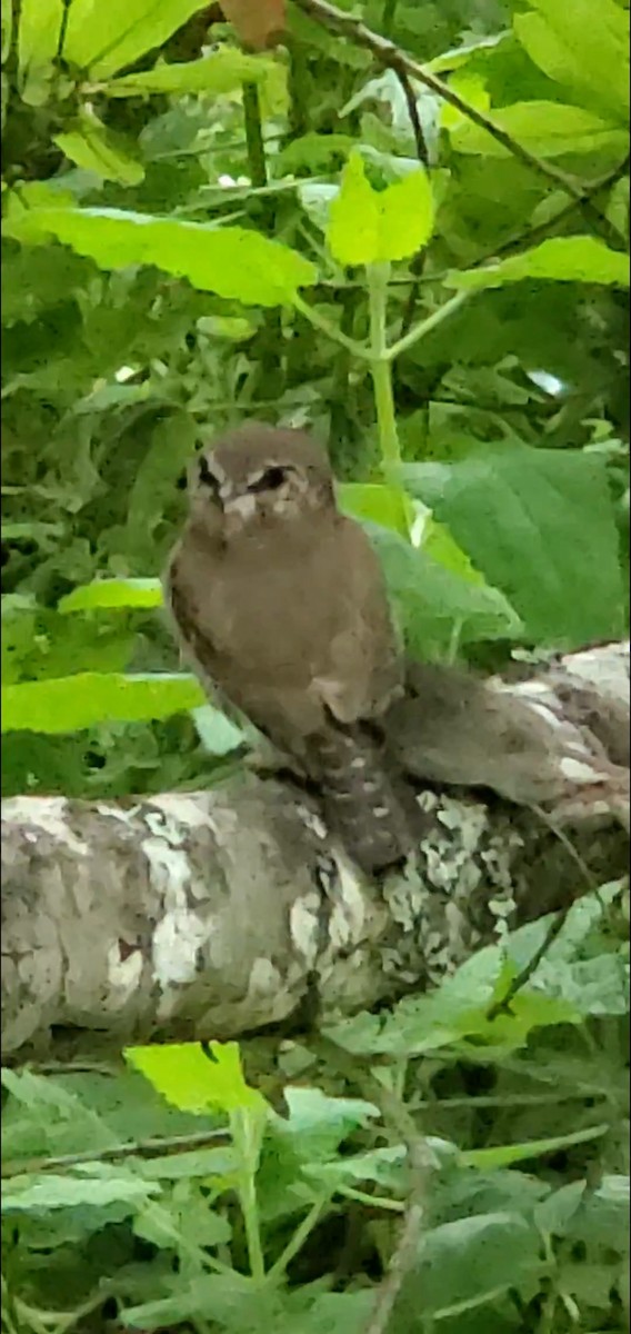 Northern Pygmy-Owl - ML619196386