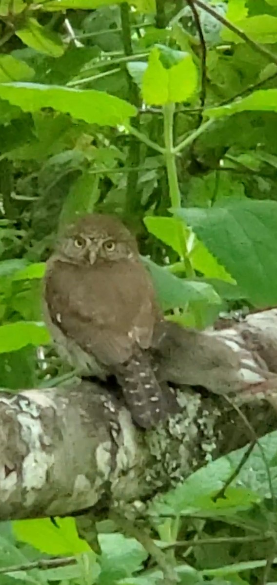 Northern Pygmy-Owl - ML619196387