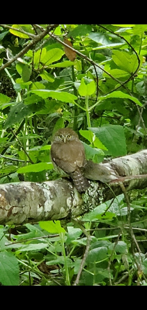 Northern Pygmy-Owl - ML619196388