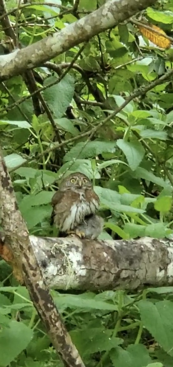 Northern Pygmy-Owl - ML619196389