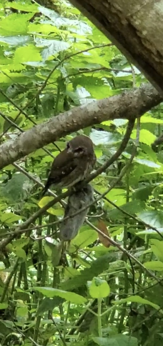 Northern Pygmy-Owl - Heather Bryant