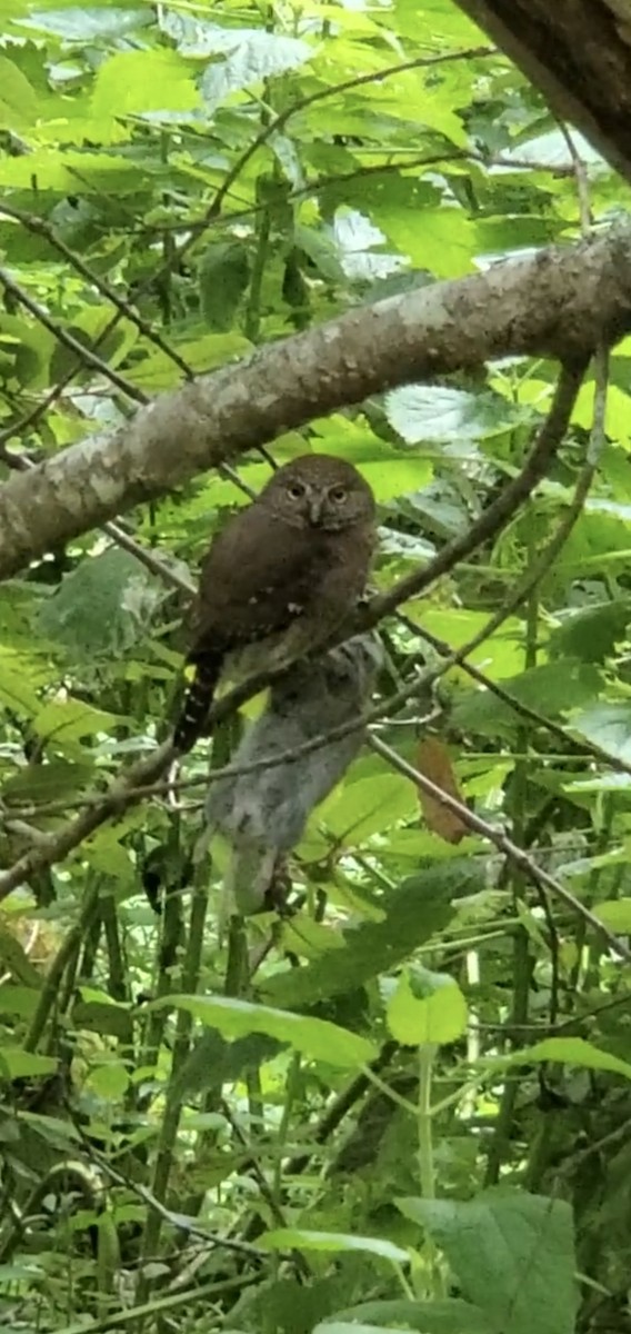 Northern Pygmy-Owl - ML619196392