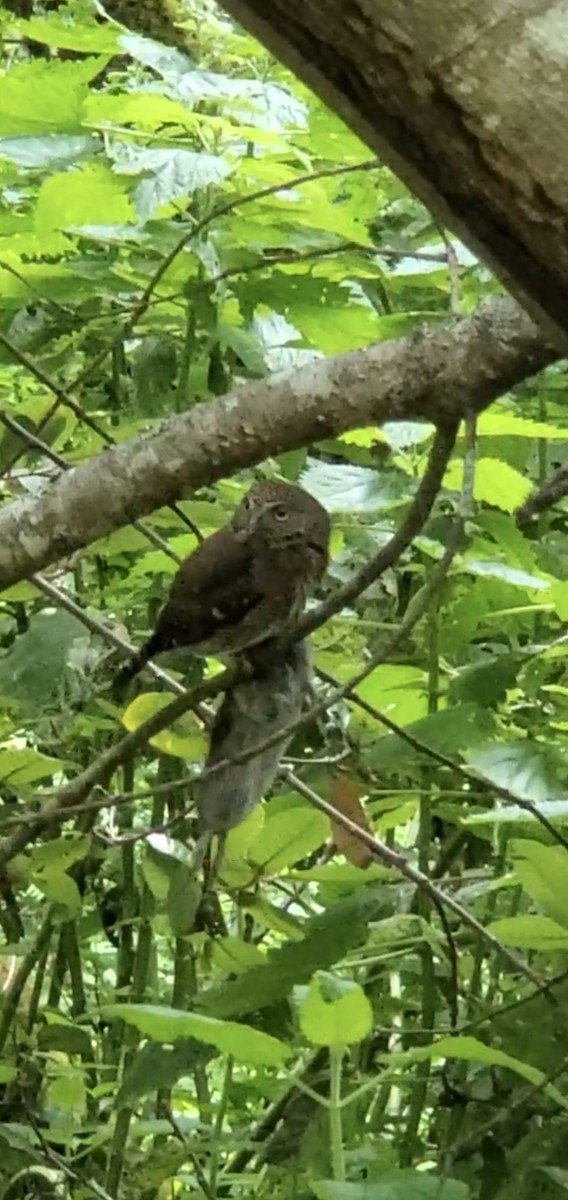 Northern Pygmy-Owl - ML619196393